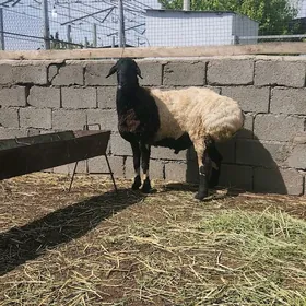 goýn
