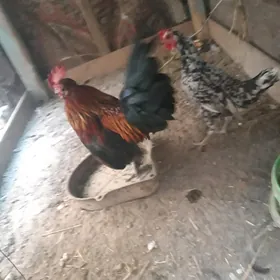 horaz