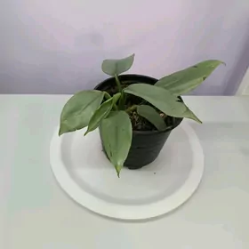 ФИЛОДЕНДРОН
