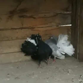 kepderi pawlin