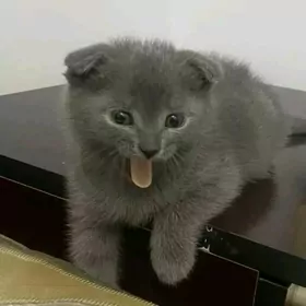 котёнок вислоушка