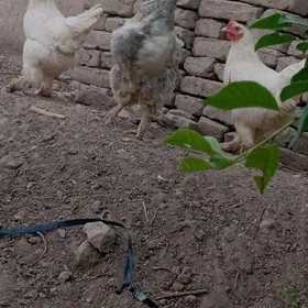 Brama