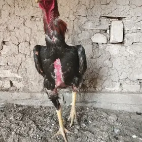 horaz