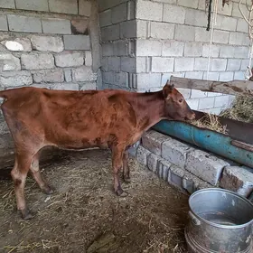 tuwe sygyr