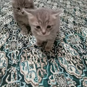Кошки
