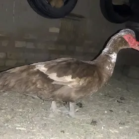 Ördek Indukutga