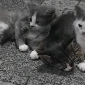 катята