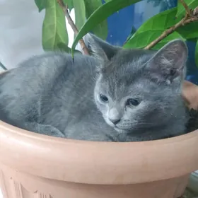 шотланская кошка