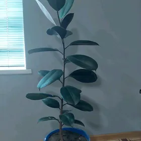 цветы