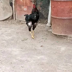 baysok
