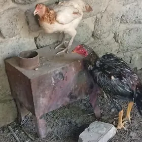 Taşkent