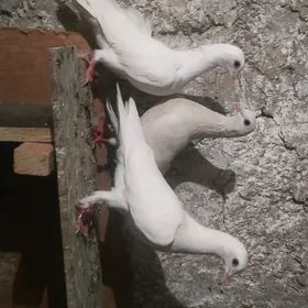 kepderi