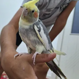 gus tans edya