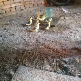 мускус джуйдже