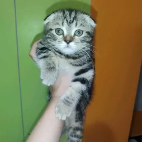 шатланские, британские котята