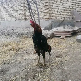 Baysow