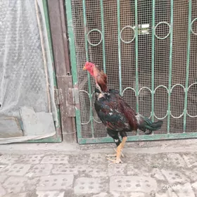 horaz paroda