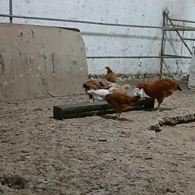 jvje