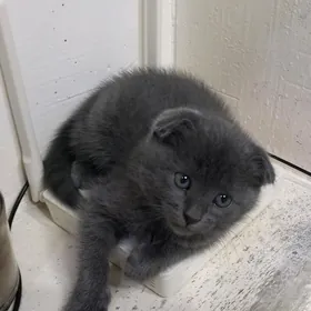 Вислоухий котёнок, pişik,