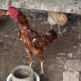 Liniya Turk