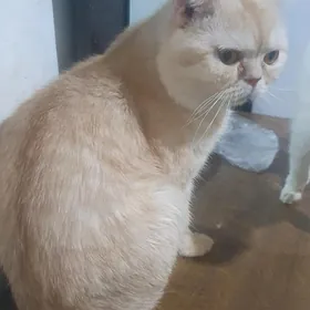 Котики деловые
