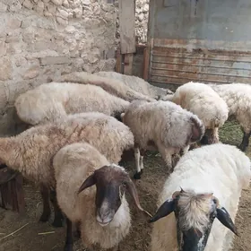 işşek