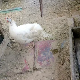 Ak sisarka ýymutga