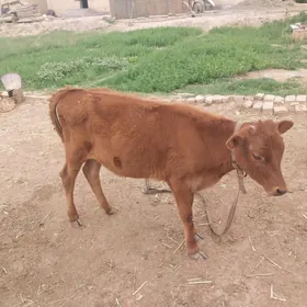 öküzce