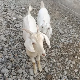 owlakly geçi