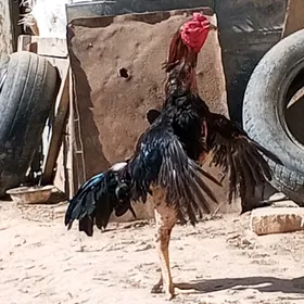 хораз
