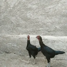 Baysy towuklar