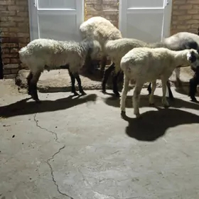 koçkar