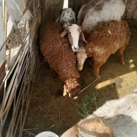 paroda kisari guzy(goç)