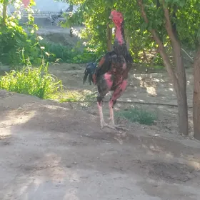 Horoz