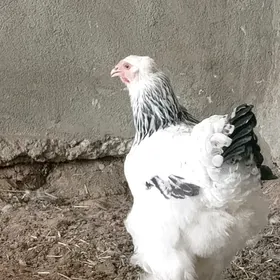 brama towuk
