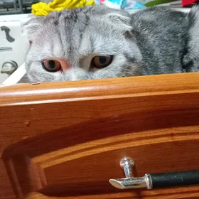 Шотланский  кот