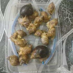улитки