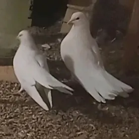 Kepderi Par