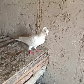 kepderi