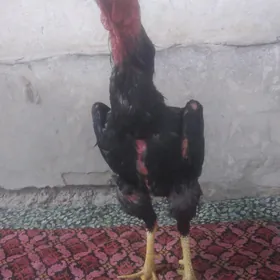 Tashgent horaz