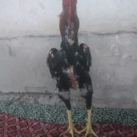 Tashgent horaz