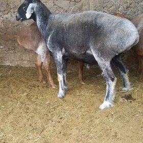 Gysar