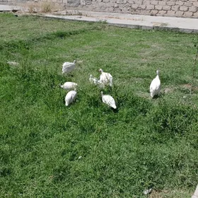 sisarka ÿumurtga