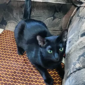 кошки