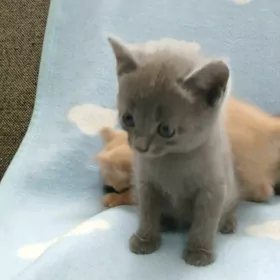 котята