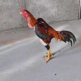 Taşkent horozlor