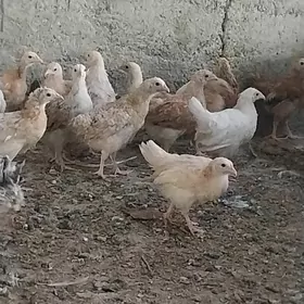 towuk juyje juje