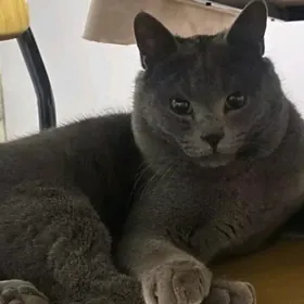 Кот