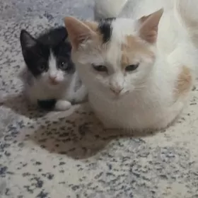 котята