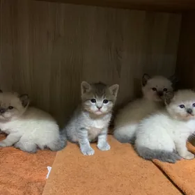 котята